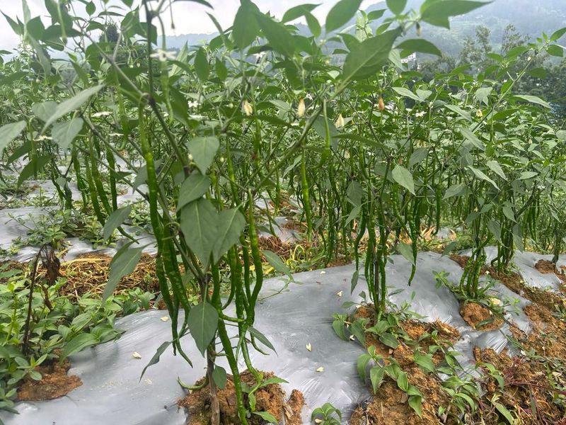 辣椒种植技术视频播放