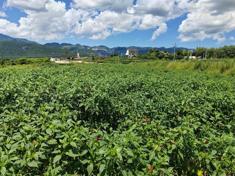辣椒种植技术视频播放