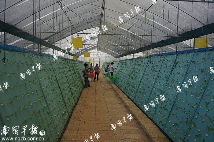 Pocket mushroom cultivation technology