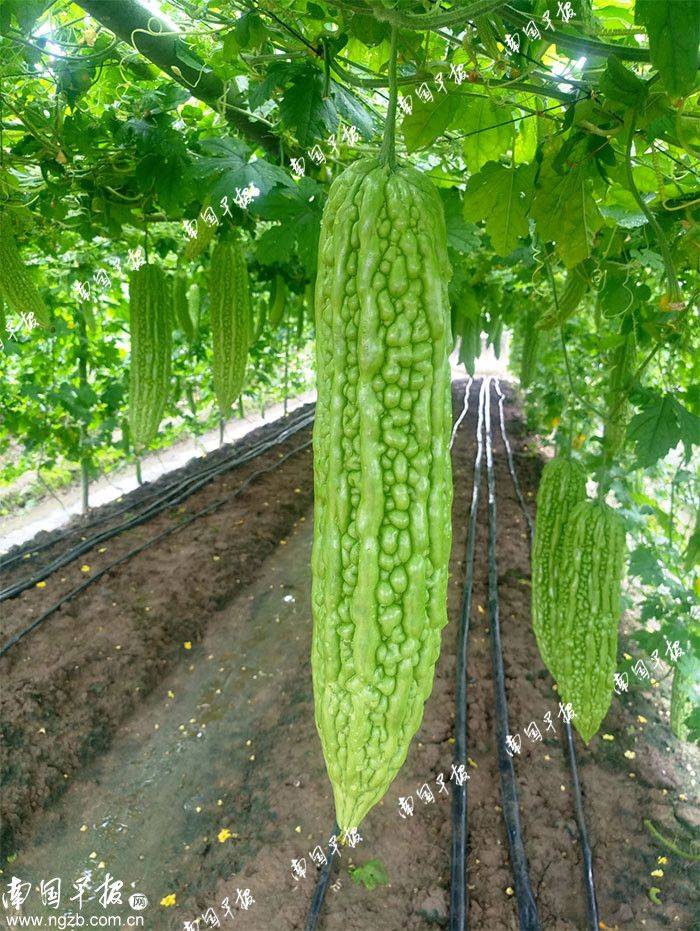 Pocket mushroom cultivation technology