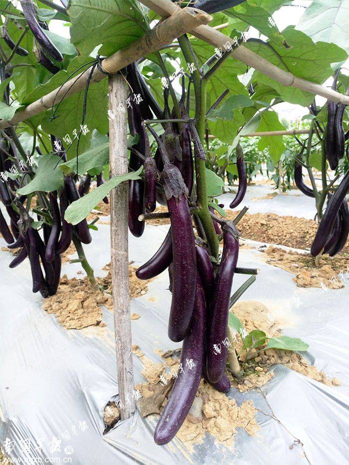 Pocket mushroom cultivation technology