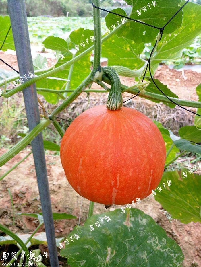 Pocket mushroom cultivation technology
