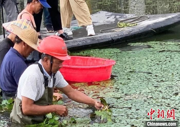 The method of growing the oars