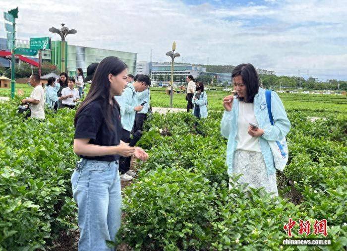 Jasmine plantation technology