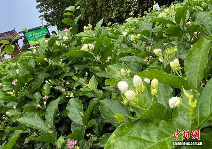 Jasmine plantation technology