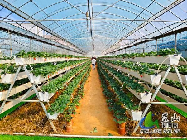 大棚种植技术视频