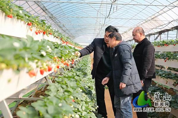 大棚种植技术视频