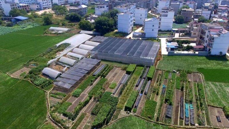 A video of the technology of growing large sheds