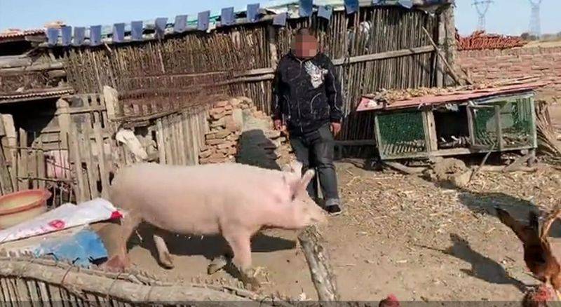 How much for a pig