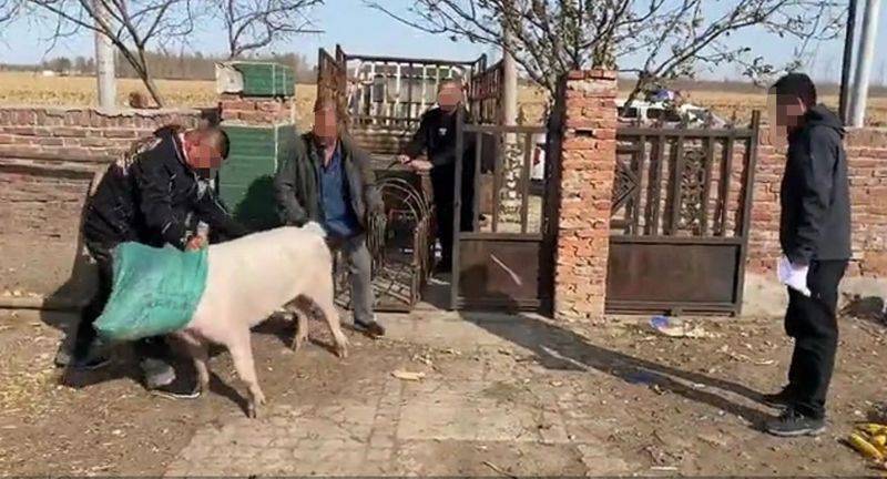 How much for a pig