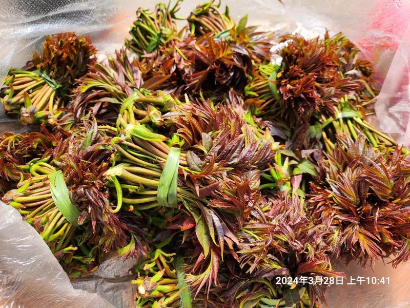 红油香椿的种植技术