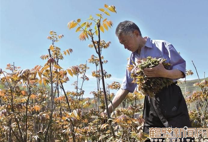 红油香椿的种植技术