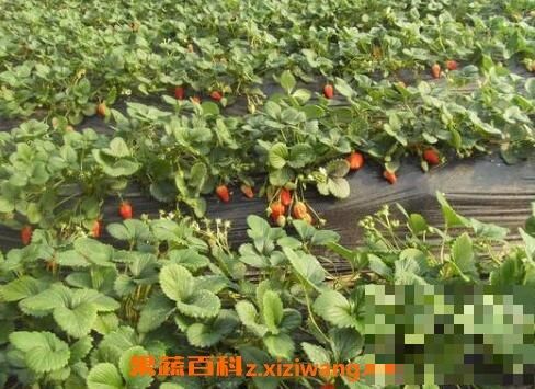 How do we grow strawberry seeds