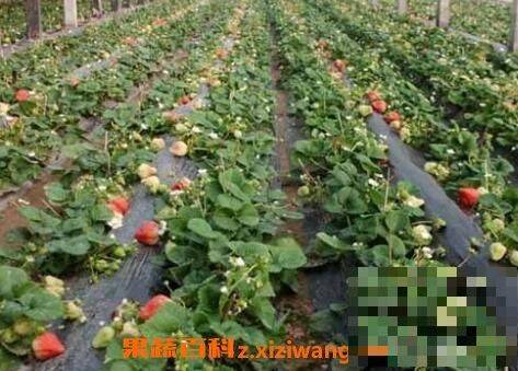 How do we grow strawberry seeds