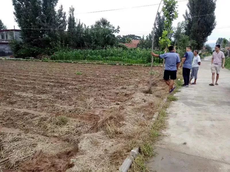 红油香椿的种植技术