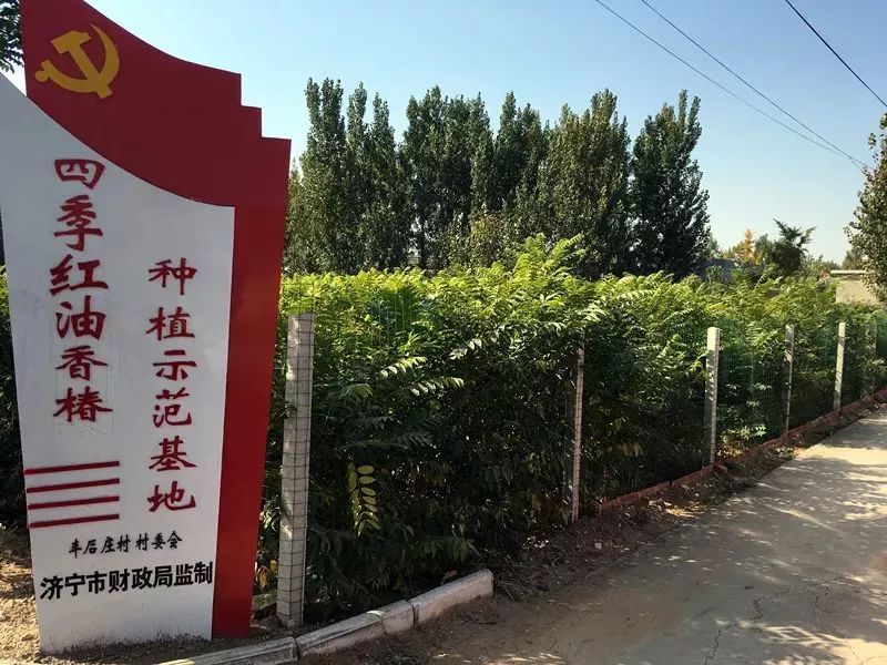 红油香椿的种植技术
