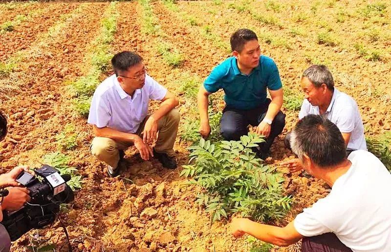 红油香椿的种植技术