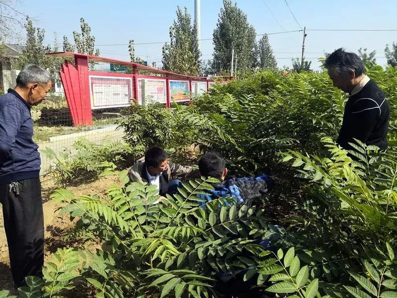红油香椿的种植技术