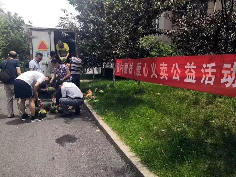 红油香椿的种植技术