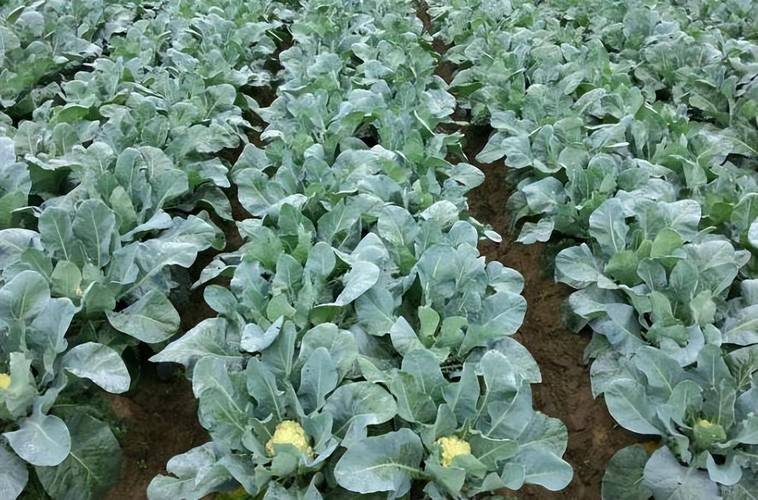 Methods and timing of gardening