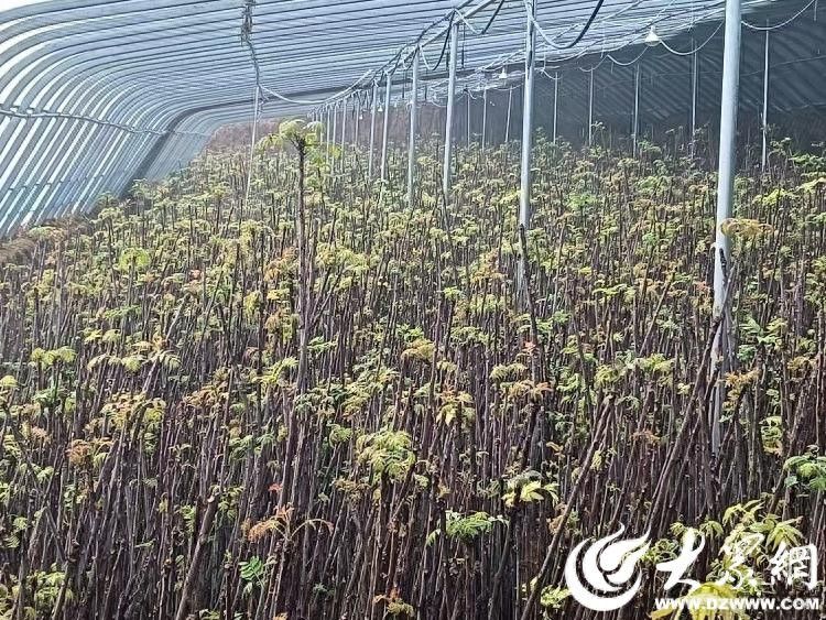 红油香椿的种植技术
