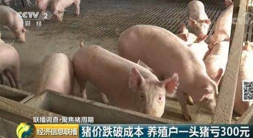 How much for a pig