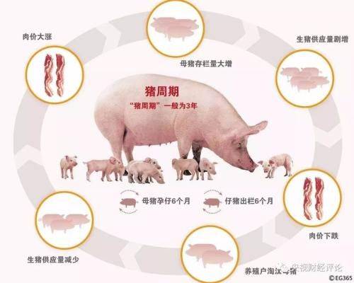 How much for a pig