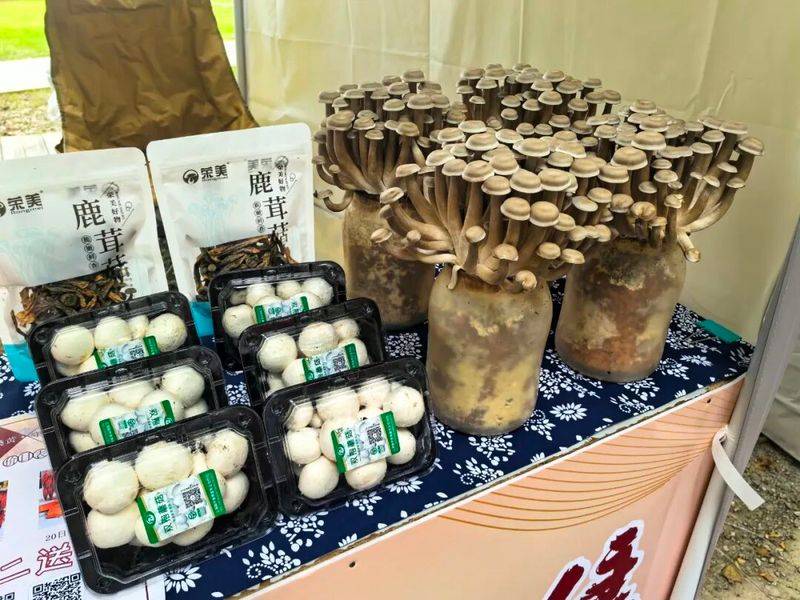 Technology for the cultivation of oral mushrooms