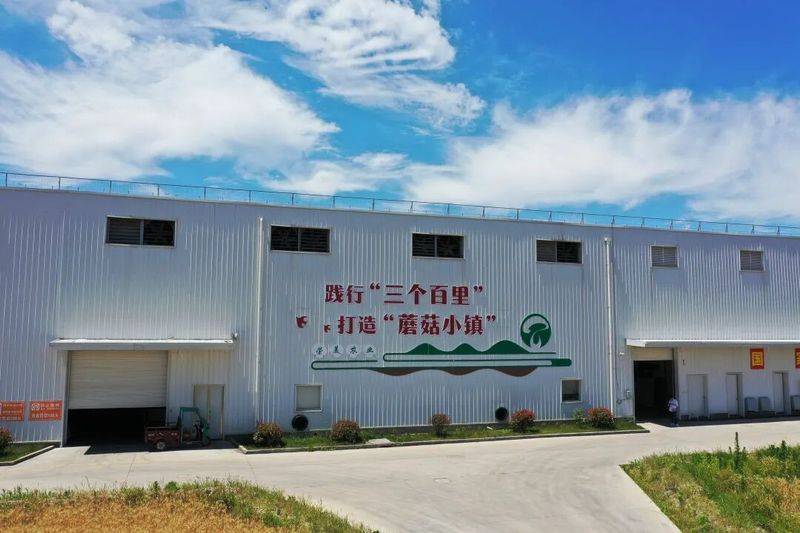 Technology for the cultivation of oral mushrooms