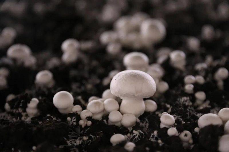 Technology for the cultivation of oral mushrooms