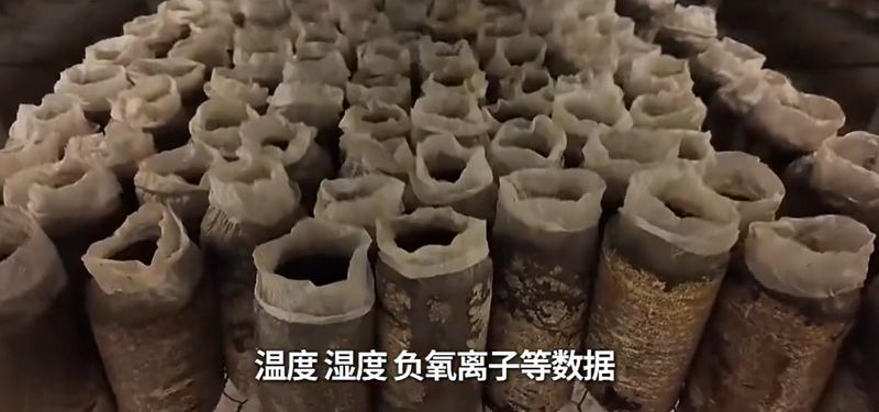 口蘑种植技术