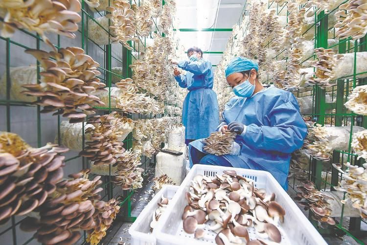Technology for the cultivation of oral mushrooms