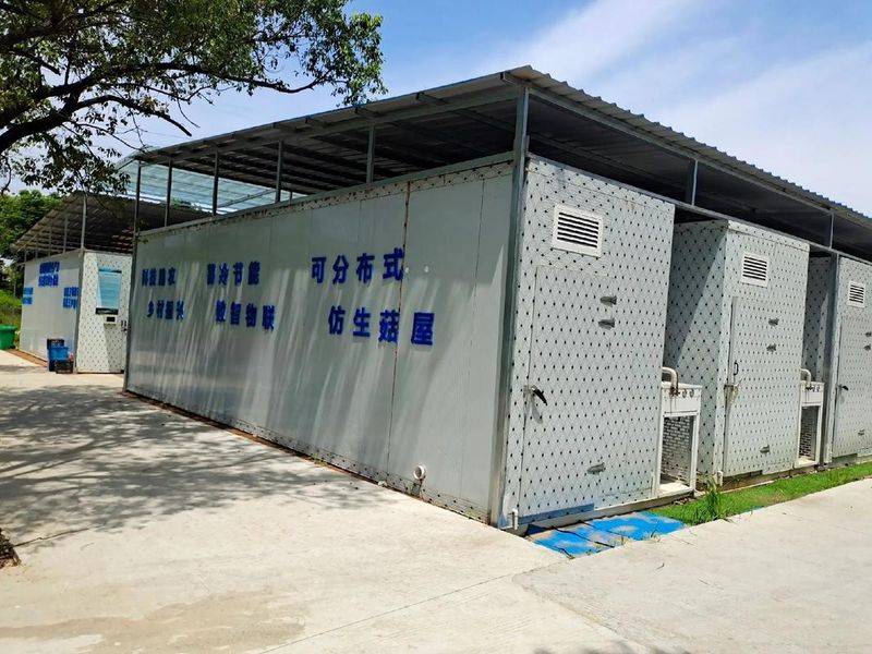 Technology for the cultivation of oral mushrooms