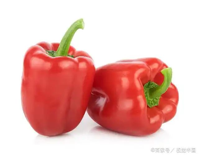 辣椒种植技术视频播放