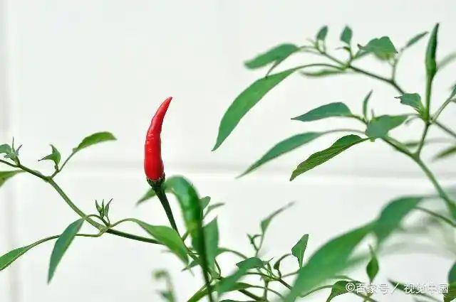 辣椒种植技术视频播放