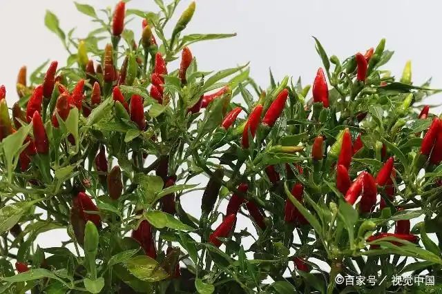 辣椒种植技术视频播放