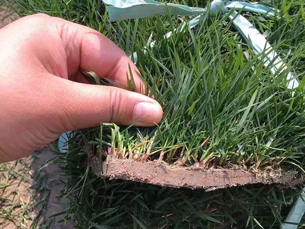 草莓籽怎么种植方法
