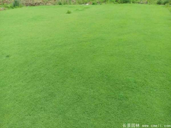 草莓籽怎么种植方法