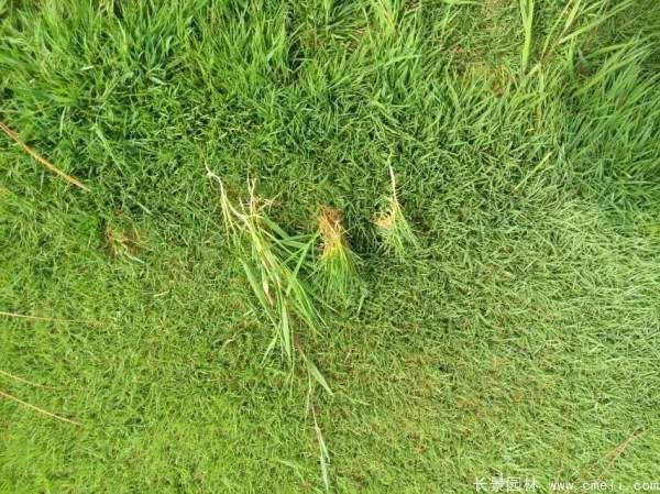 草莓籽怎么种植方法
