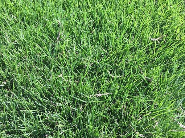 草莓籽怎么种植方法