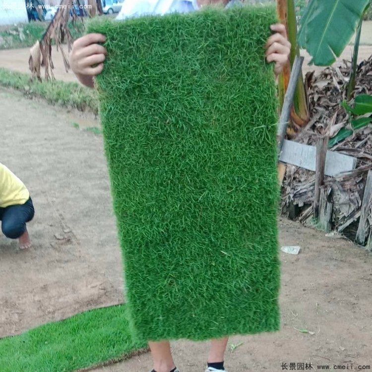草莓籽怎么种植方法
