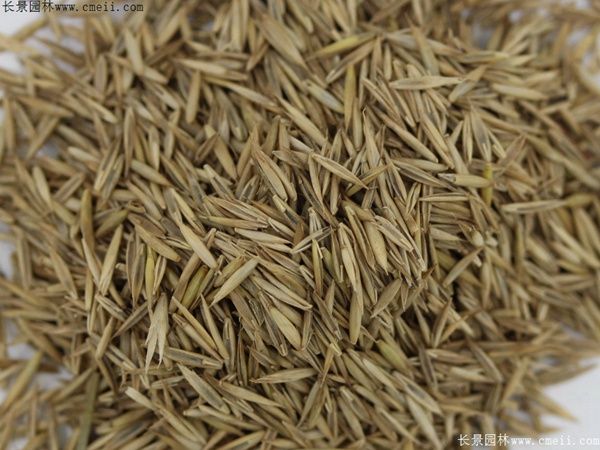 草莓籽怎么种植方法