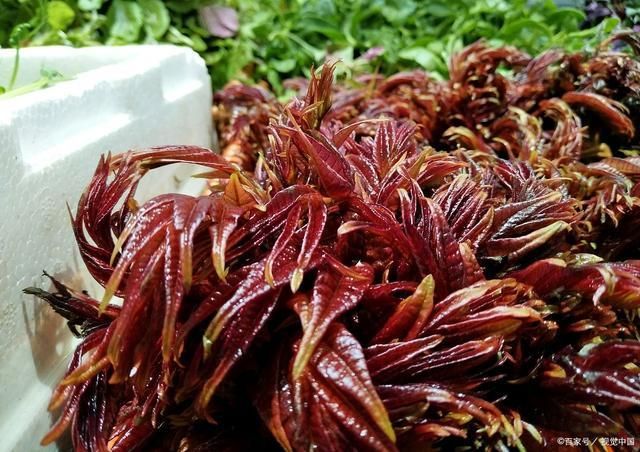 Technology for the cultivation of red oil fragrance