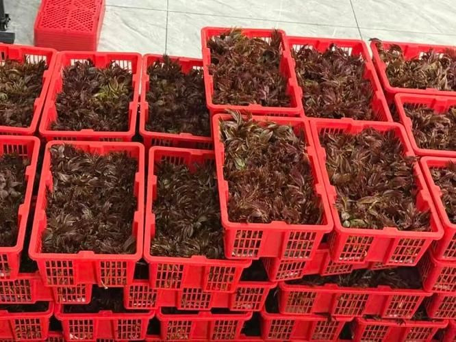 Technology for the cultivation of red oil fragrance