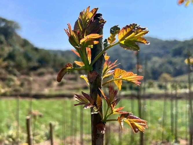 Technology for the cultivation of red oil fragrance