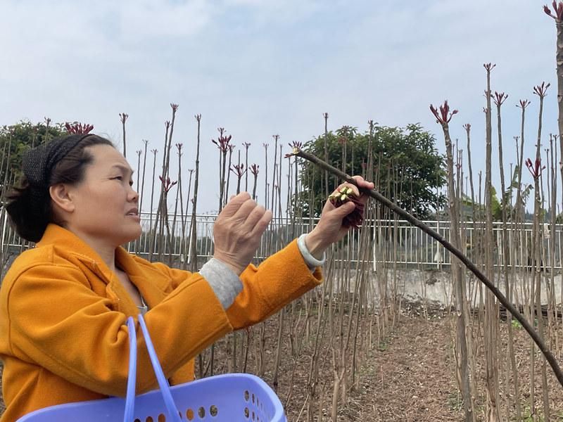 Technology for the cultivation of red oil fragrance