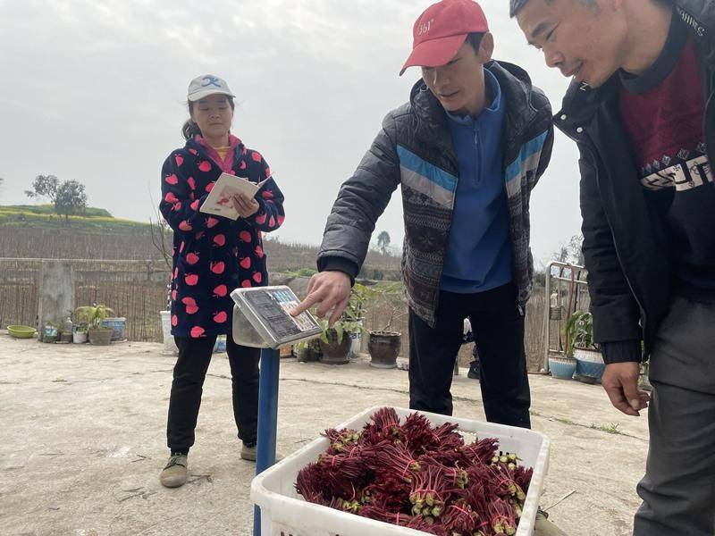 Technology for the cultivation of red oil fragrance