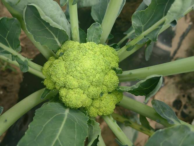 Methods and timing of gardening