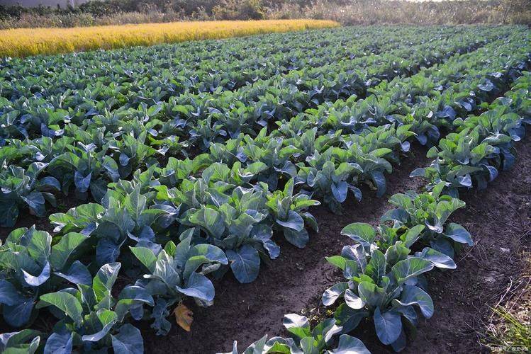 Methods and timing of gardening