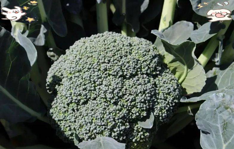 Methods and timing of gardening